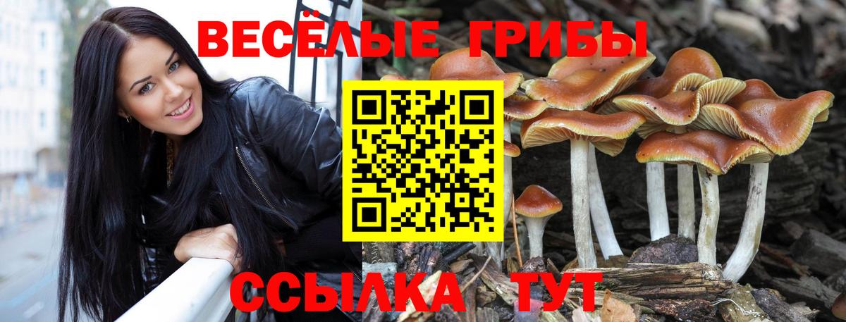Псилоцибиновые грибы Psilocybine cubensis Белгород